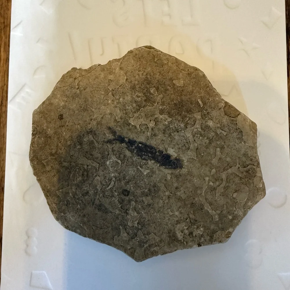 Small Fossilized Fish Found this Rock in North Dakota Cool Little Fossil
